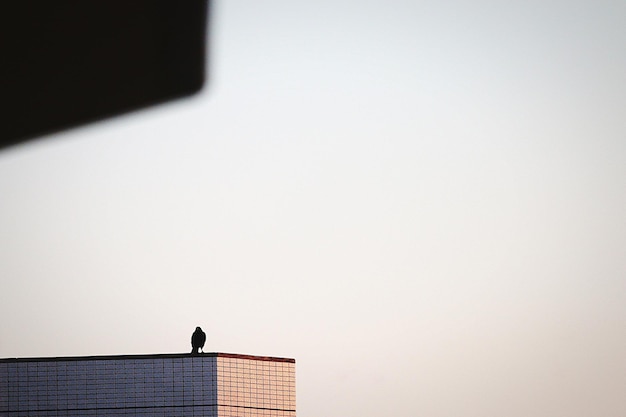 Close-up of bird against clear sky