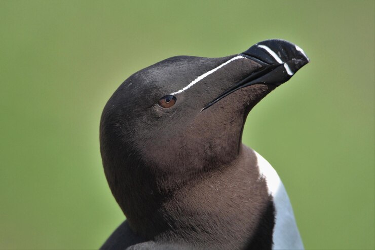 Photo close-up of bird against gray background