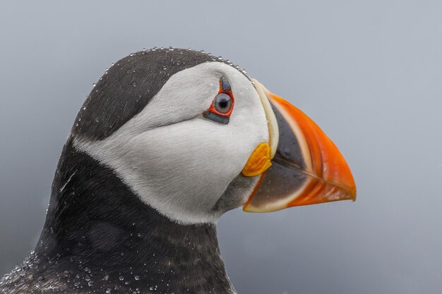 Photo close-up of a bird against gray background