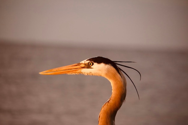 Foto close-up di un uccello contro il mare