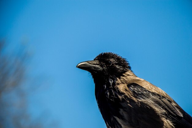 Photo close-up of a bird against the sky