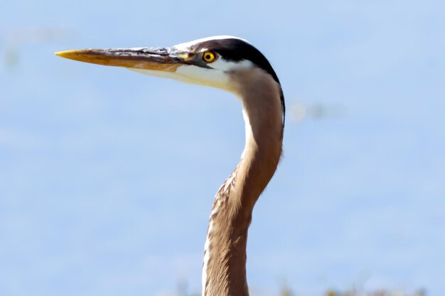 Close-up of bird against sky