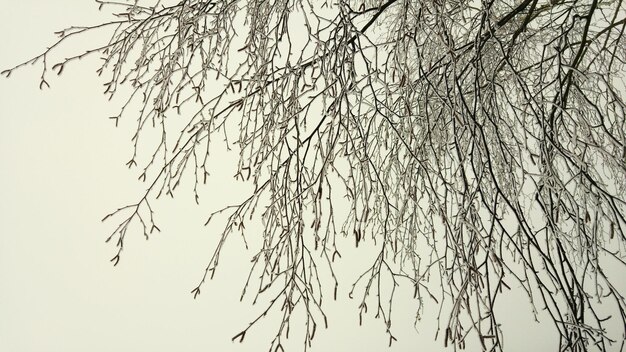 Close-up of bird against sky