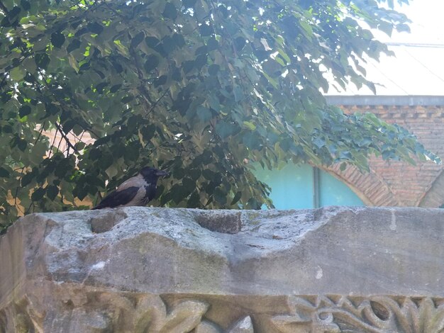 Close-up of bird against trees