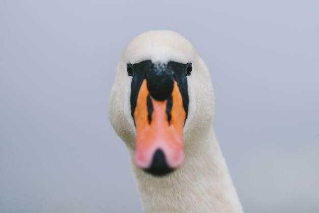 Foto prossimo piano di un uccello sullo sfondo bianco