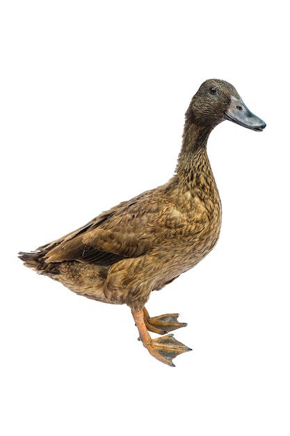 白い背景の鳥のクローズアップ