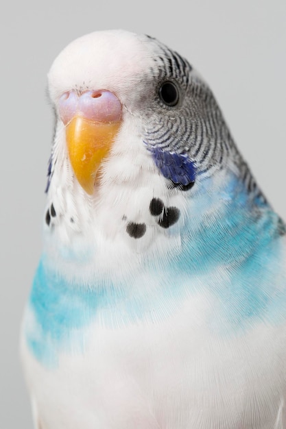 白い背景の鳥のクローズアップ