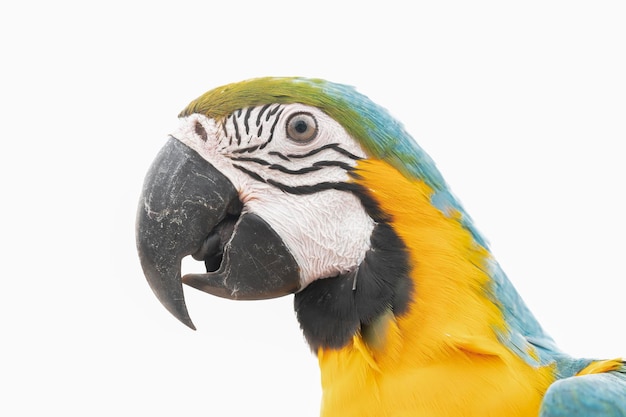 Photo close-up of a bird against white background