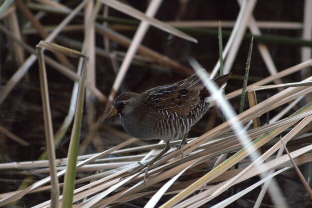 Photo close-up of bird amidst grass