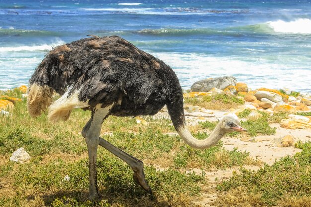 Foto prossimo piano di un uccello sulla spiaggia