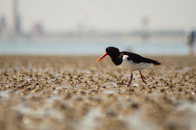 Photo close-up of bird on beach