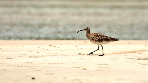 浜辺の鳥のクローズアップ