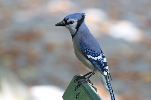 Photo close-up of bird blue jay  perching outdoors