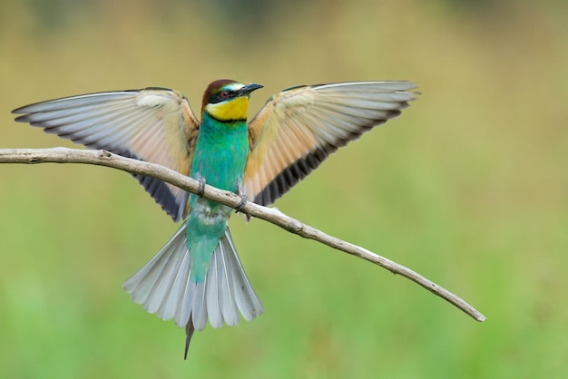 ぼんやりした背景を背景に枝に立つ鳥のクローズアップ