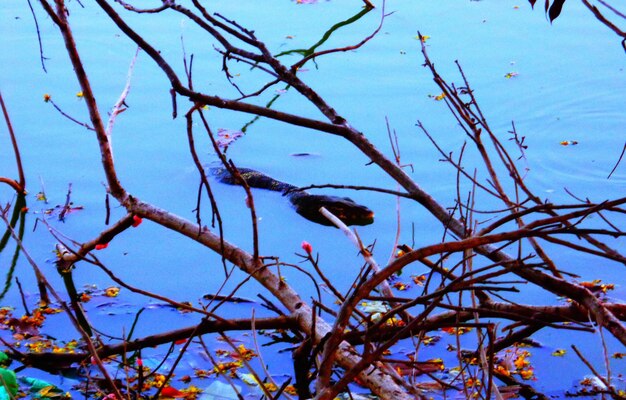 Close-up of bird on branch against sky