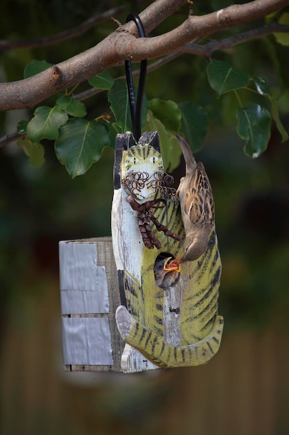 Photo close-up of a bird on branch