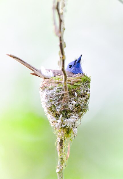 Close-up of bird on branch