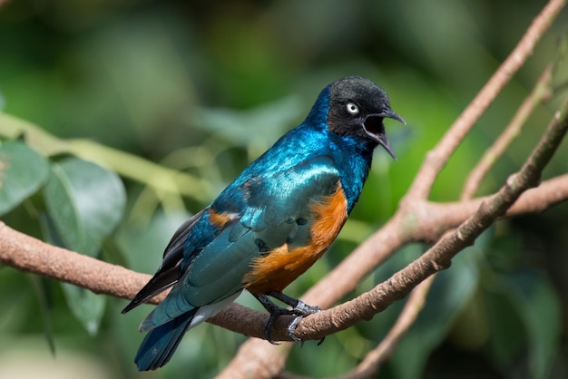 枝の上の鳥のクローズアップ