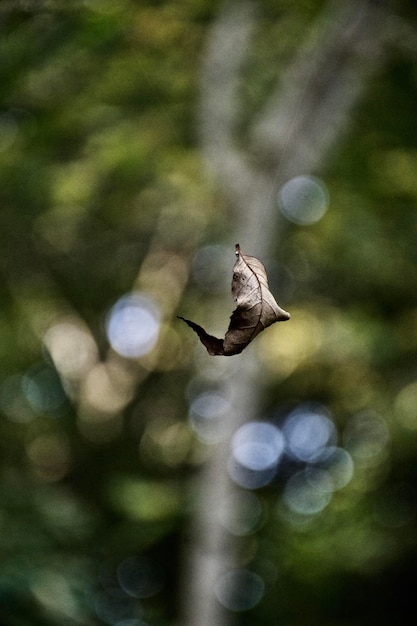 Foto prossimo piano di un uccello sul ramo