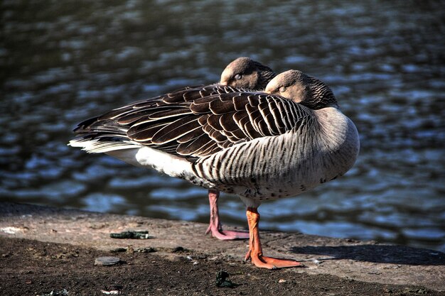 湖の近くの鳥のクローズアップ