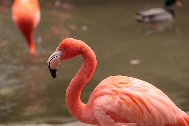 水面からの鳥のクローズアップ