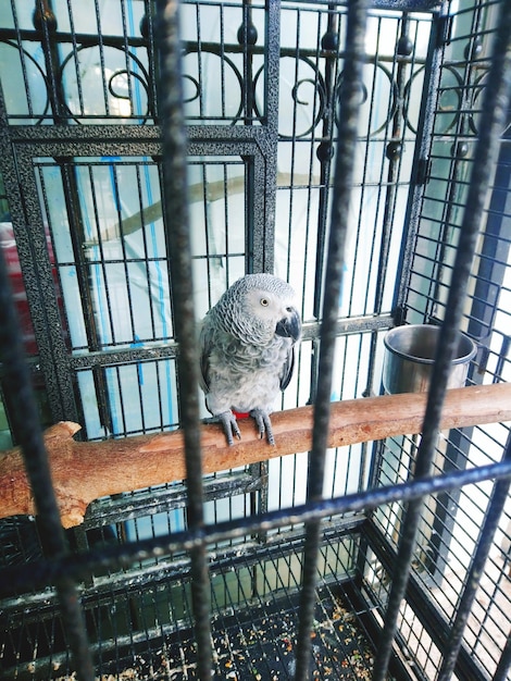 Photo close-up of bird in cage at zoo