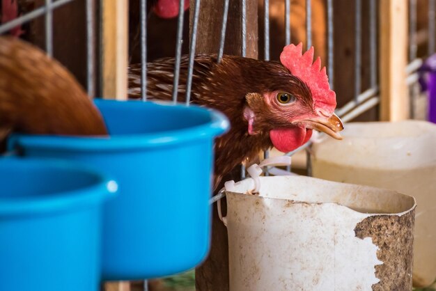 に閉じ込められた鳥のクローズアップ