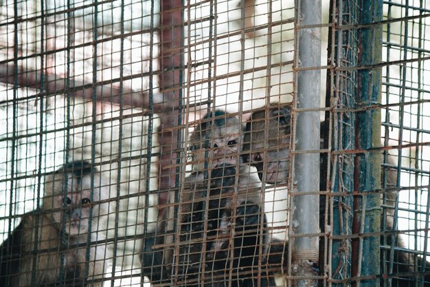 Photo close-up of bird in cage