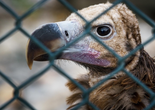 Foto prossimo piano di un uccello in gabbia