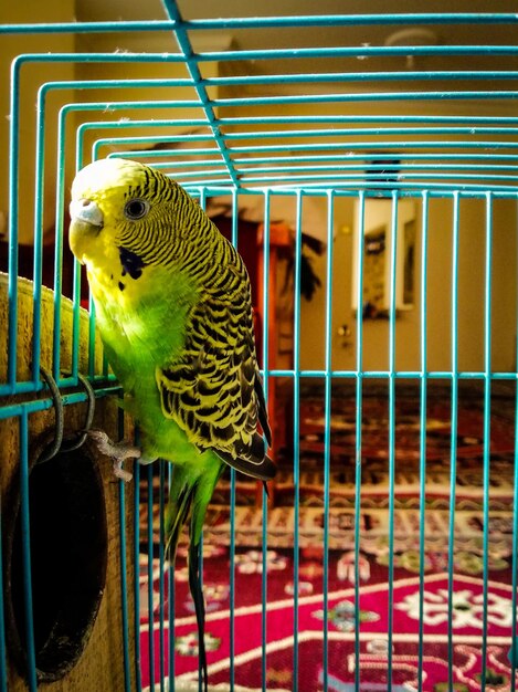 Photo close-up of a bird in a cage