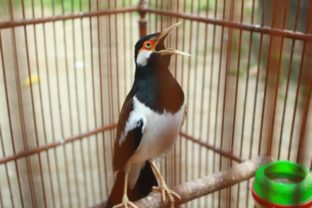 Photo close-up of bird in cage