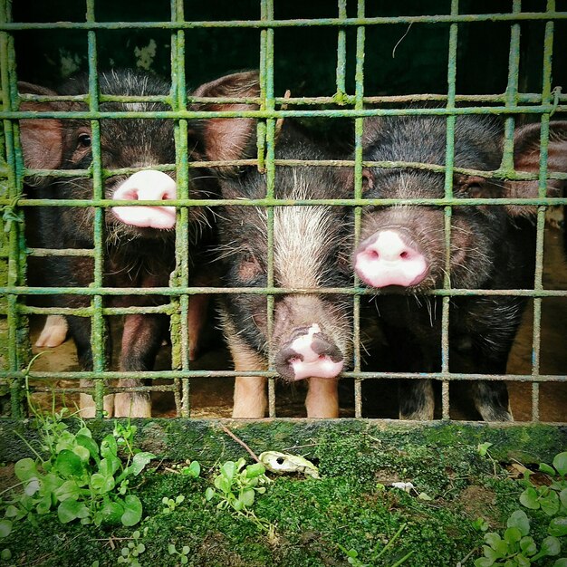 Foto prossimo piano di un uccello in gabbia