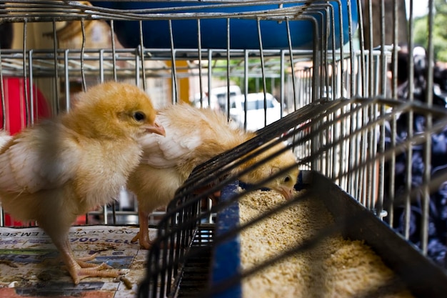 Photo close-up of bird in cage