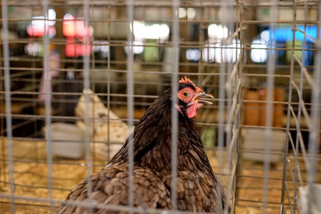 Foto prossimo piano di un uccello in gabbia