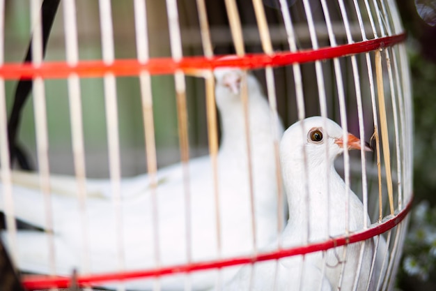 Foto prossimo piano di un uccello in gabbia