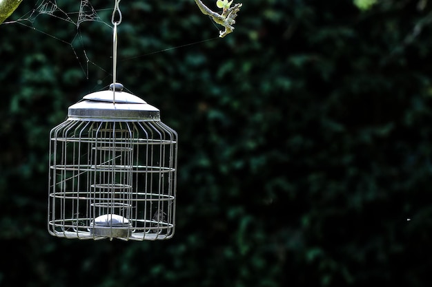 Photo close-up of bird in cage