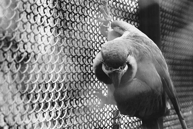 Photo close-up of bird in cage