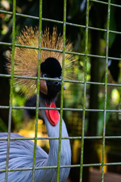 Photo close-up of bird in cage