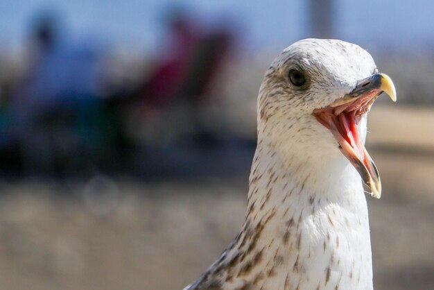 鳥のクローズアップ ガラガラ鳥のクロースアップ