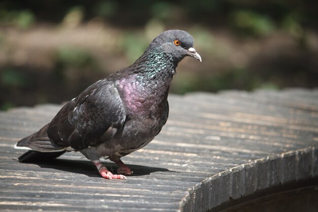 都市公園の木のベンチに鳥の鳩のクローズアップ