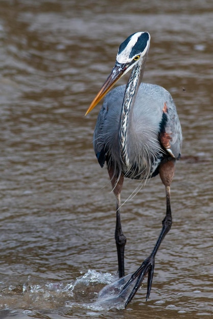 Photo close-up of bird drinking water