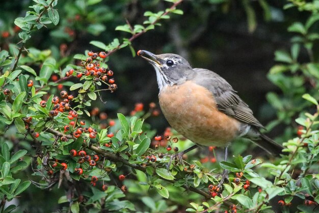 Foto close-up di un uccello che mangia bacche mentre è appoggiato su un ramo