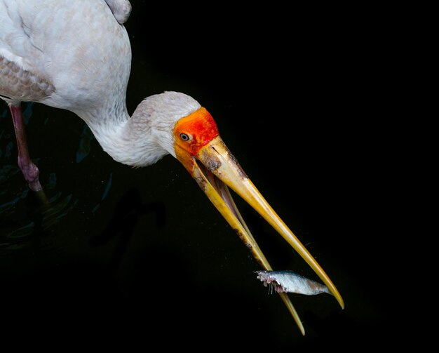 Close-up of bird eating fish on black background