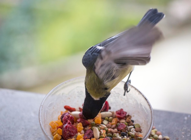Photo close-up of bird eating food