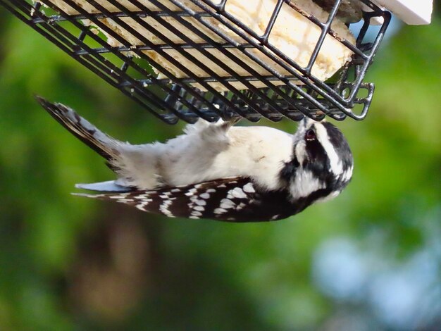 Close-up of bird eating food