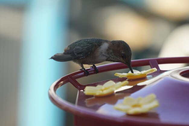 Close-up of bird eating food