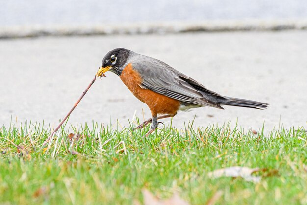 Foto close-up di un uccello che mangia l'erba