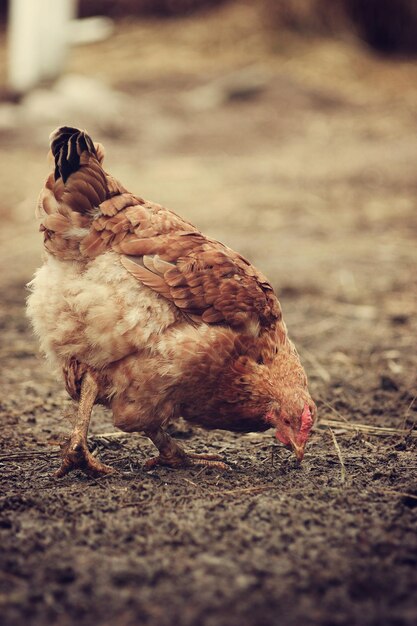 Foto prossimo piano dell'uccello che mangia