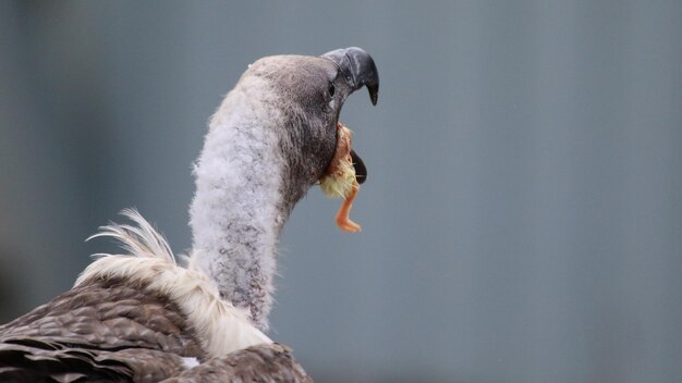 Close-up of bird eating