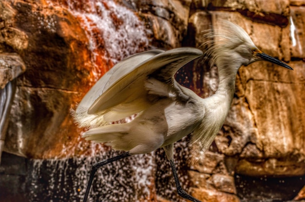 Foto prossimo piano dell'uccello che mangia